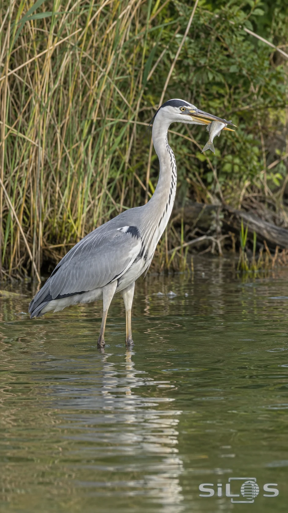 A heron holds a small silver fish above shallow water beside reeds.