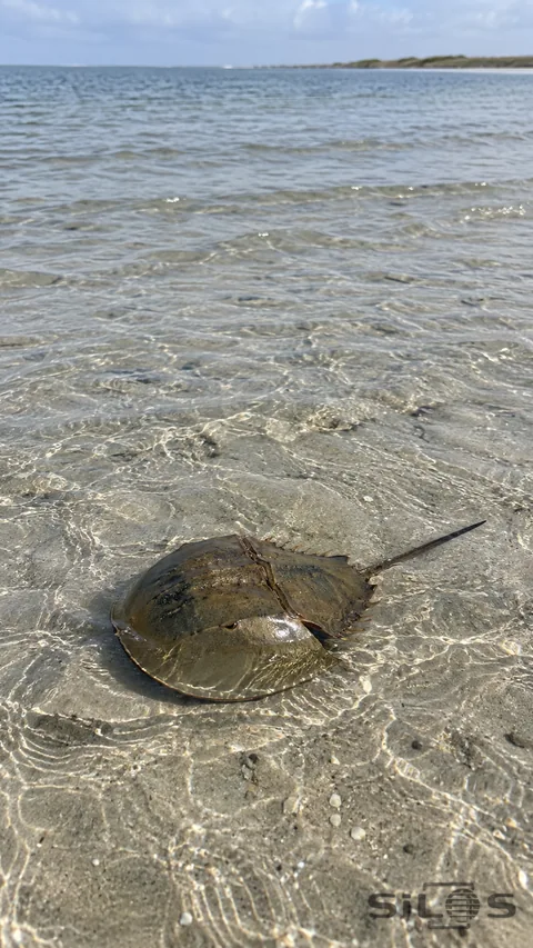 A horseshoe crab rests in very shallow water over rippled sand on a quiet tidal flat.