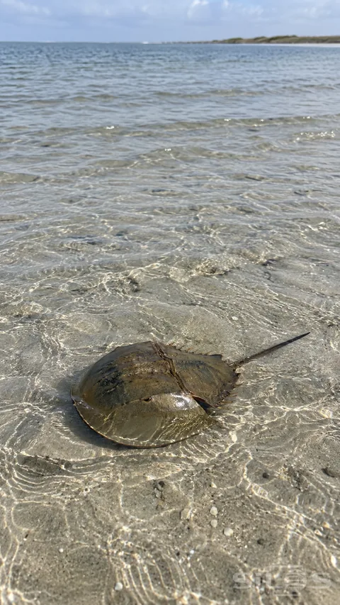 A horseshoe crab rests in very shallow water over rippled sand on a quiet tidal flat.