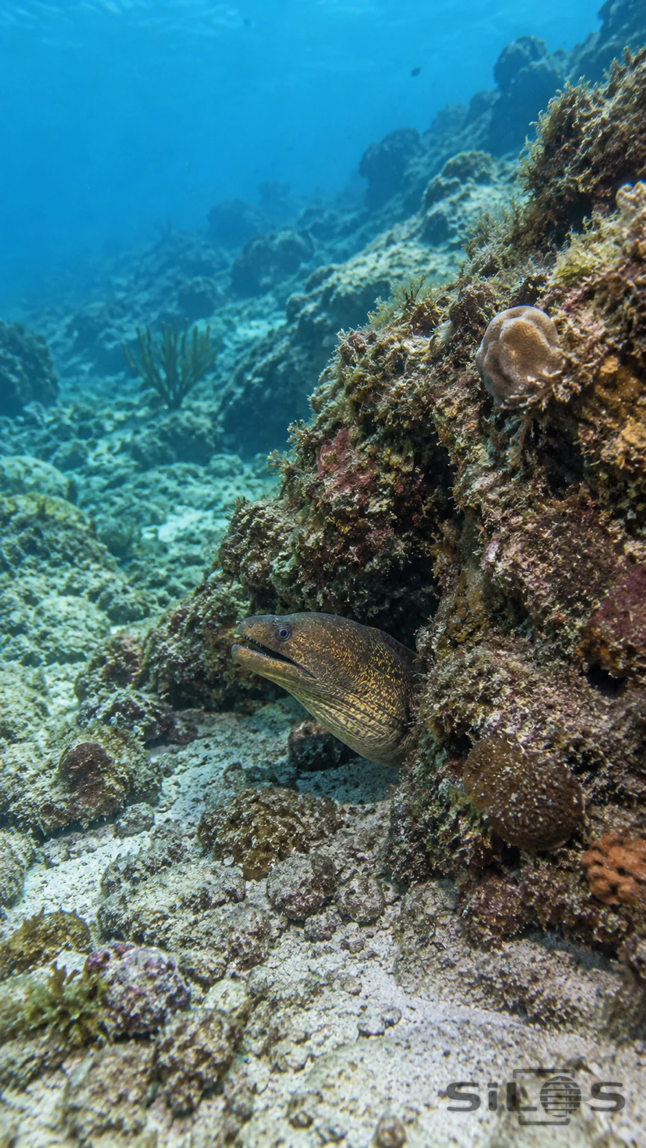 A moray eel extends its head from a rocky reef crevice into gently lit blue-green water.