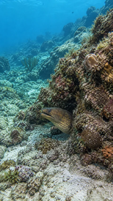 A moray eel extends its head from a rocky reef crevice into gently lit blue-green water.