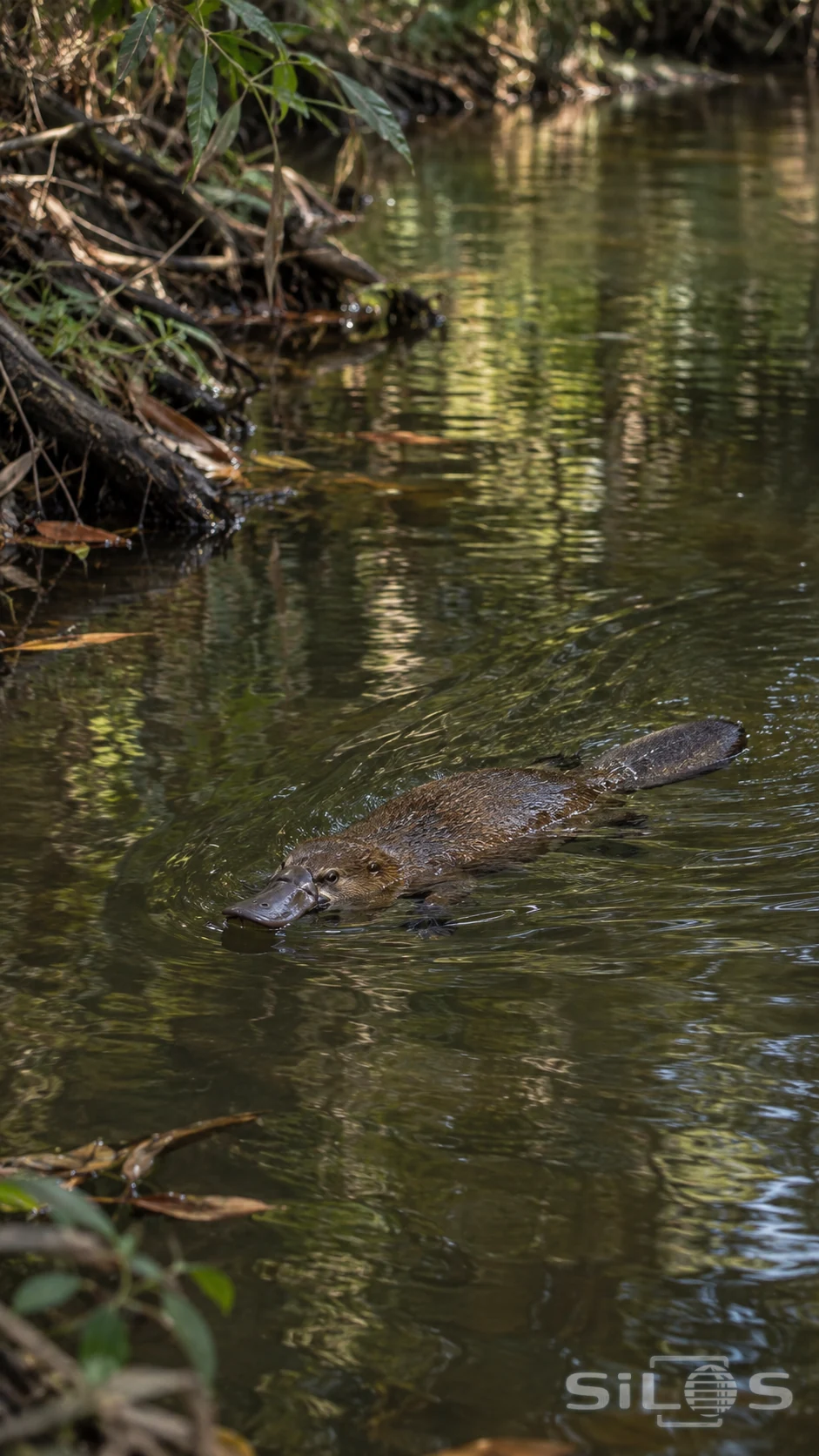 A platypus swims at the surface of a shaded creek, leaving a small wake beside the leafy bank.
