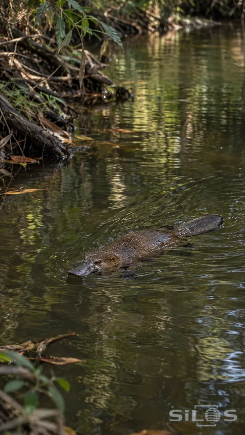 A platypus swims at the surface of a shaded creek, leaving a small wake beside the leafy bank.
