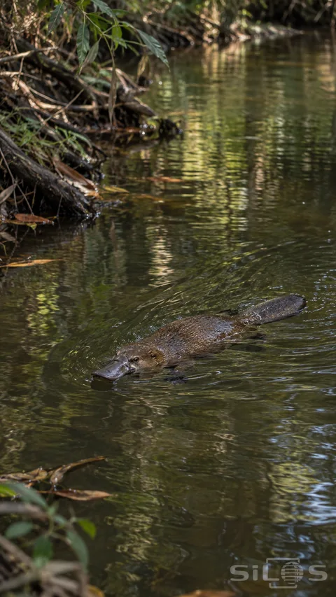 A platypus swims at the surface of a shaded creek; leaving a small wake beside the leafy bank.