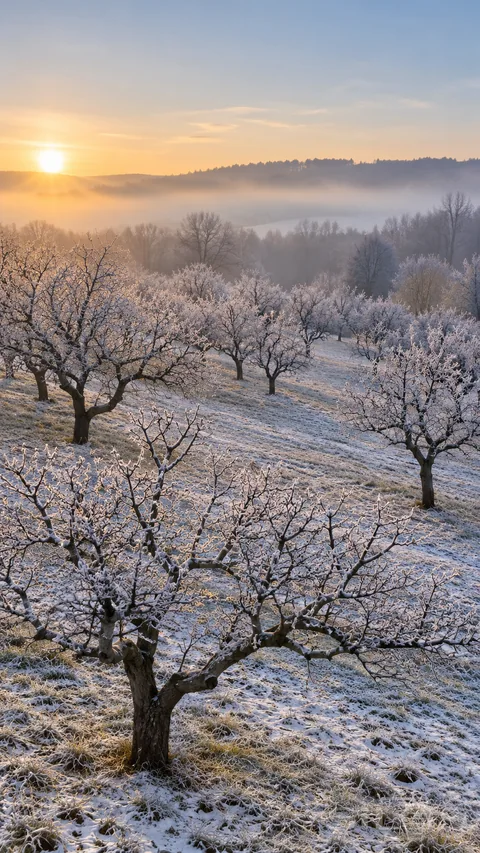Rows of bare orchard trees coated with white frost stretch across a quiet field in low winter sunlight.