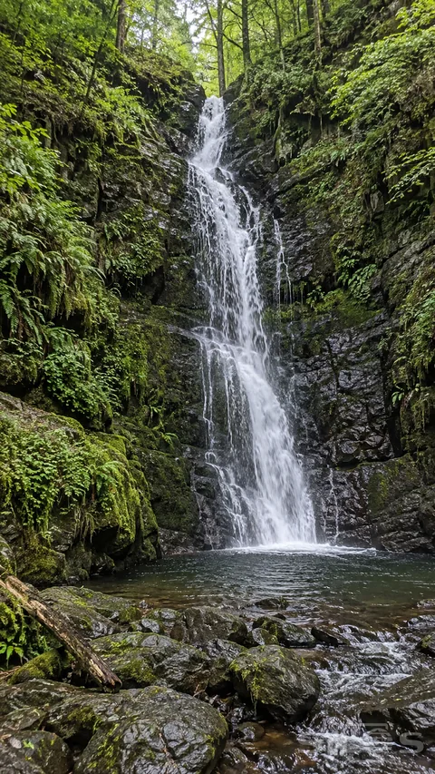 A tall waterfall descends a dark rocky ravine into a small pool beneath dense green forest.