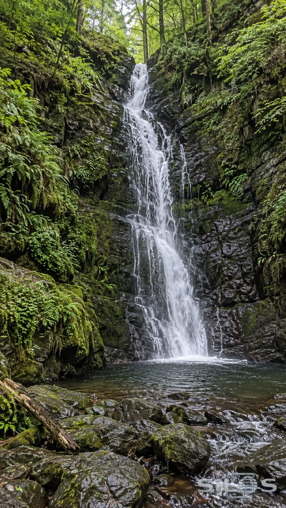 A tall waterfall descends a dark rocky ravine into a small pool beneath dense green forest.