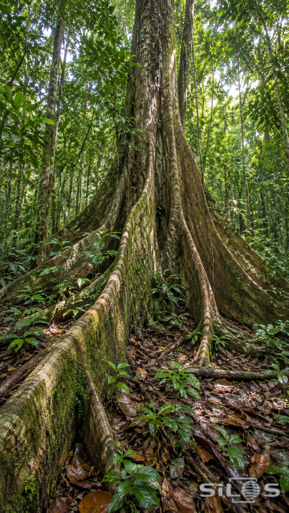 Tall buttress roots spread across a leaf-covered forest floor beneath a towering rainforest tree.