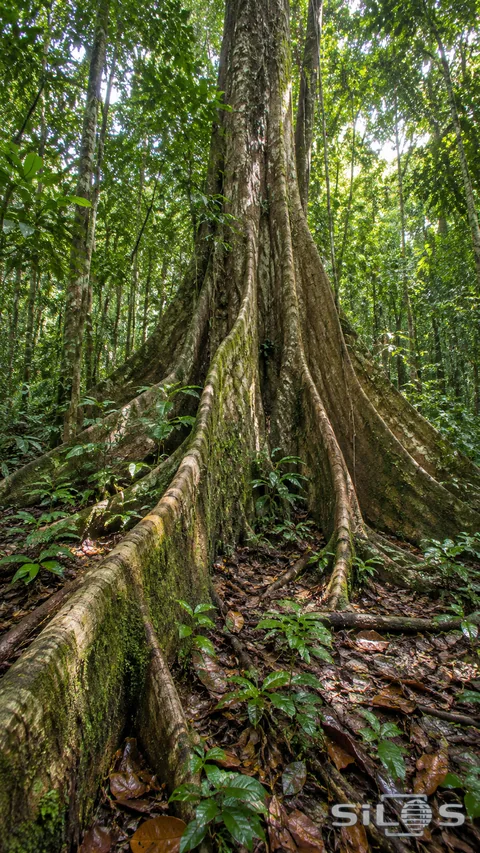Tall buttress roots spread across a leaf-covered forest floor beneath a towering rainforest tree.