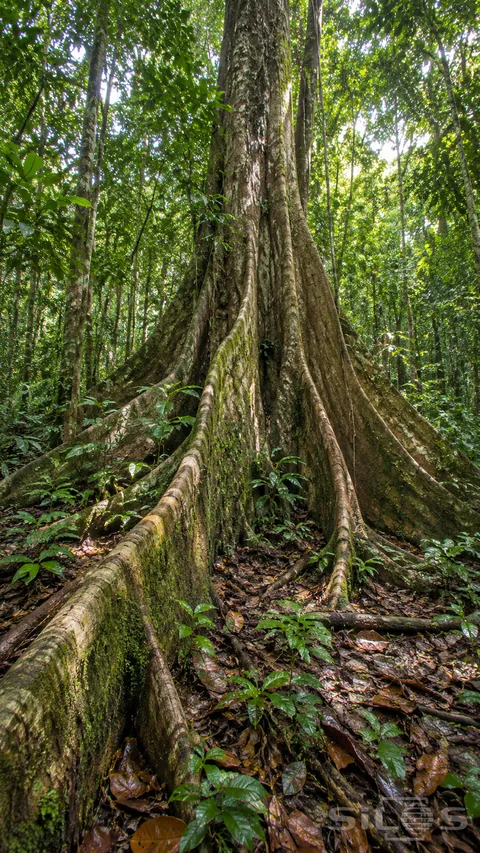 Tall buttress roots spread across a leaf-covered forest floor beneath a towering rainforest tree.