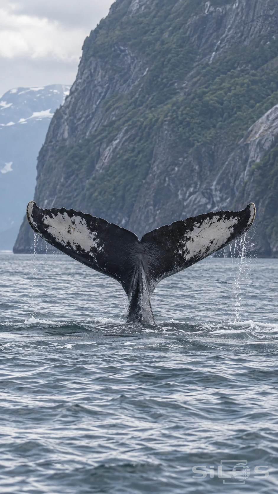 A whale raises its broad tail above cold water beneath a steep fjord wall.
