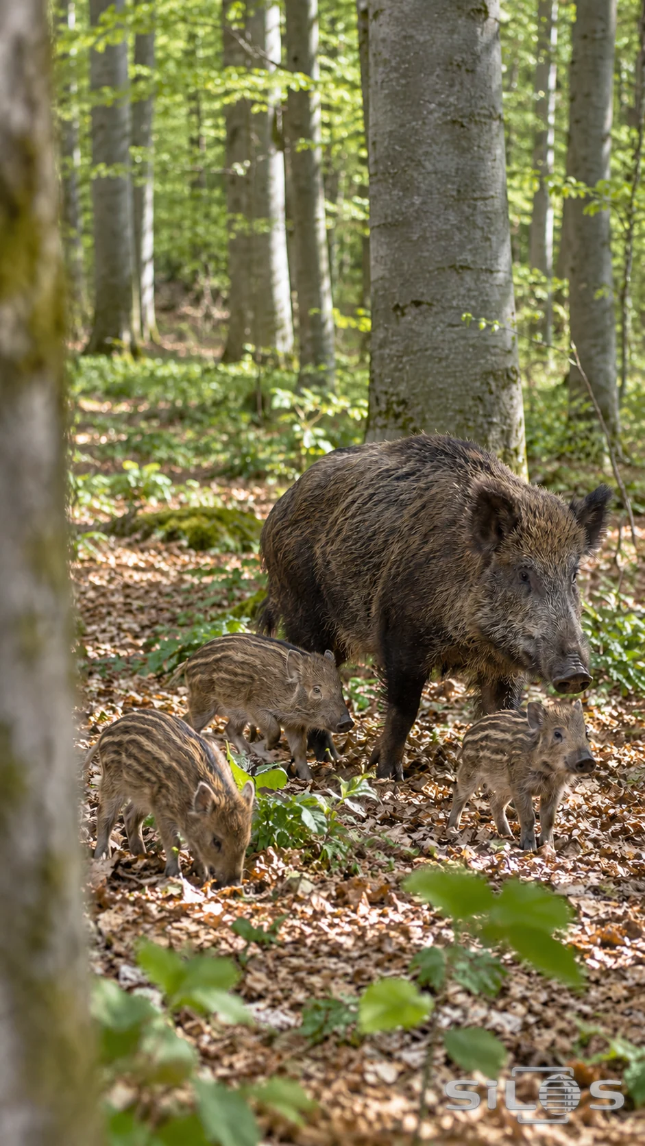 A wild boar sow and three striped piglets cross the leaf-covered floor beneath beech trees.