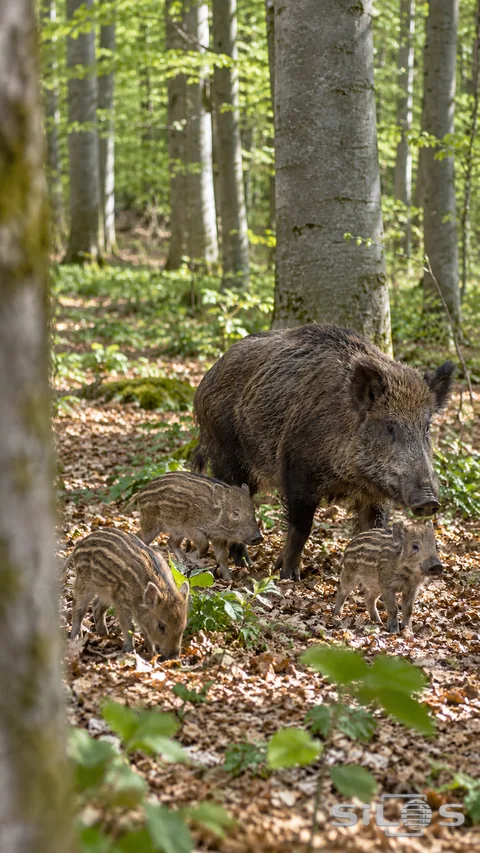 A wild boar sow and three striped piglets cross the leaf-covered floor beneath beech trees.