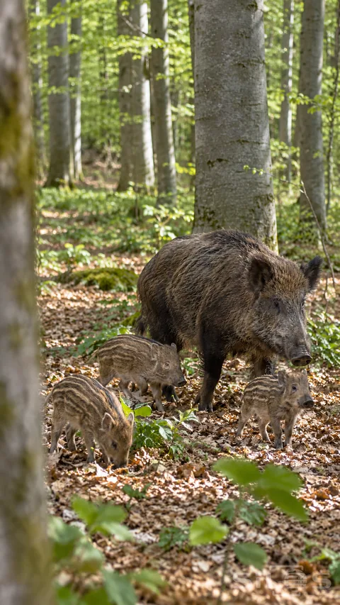 A wild boar sow and three striped piglets cross the leaf-covered floor beneath beech trees.