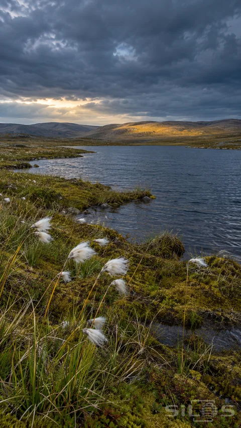 White cotton-grass tufts bend beside a small tundra lake beneath a clearing storm sky.