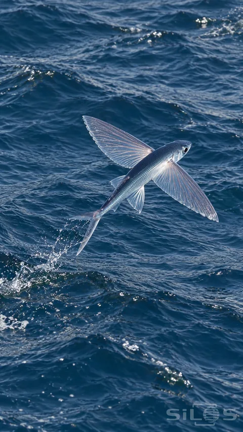 A silver-blue flying fish glides above dark open-sea waves; with attached transparent fins; a forked tail and a small launch splash behind.