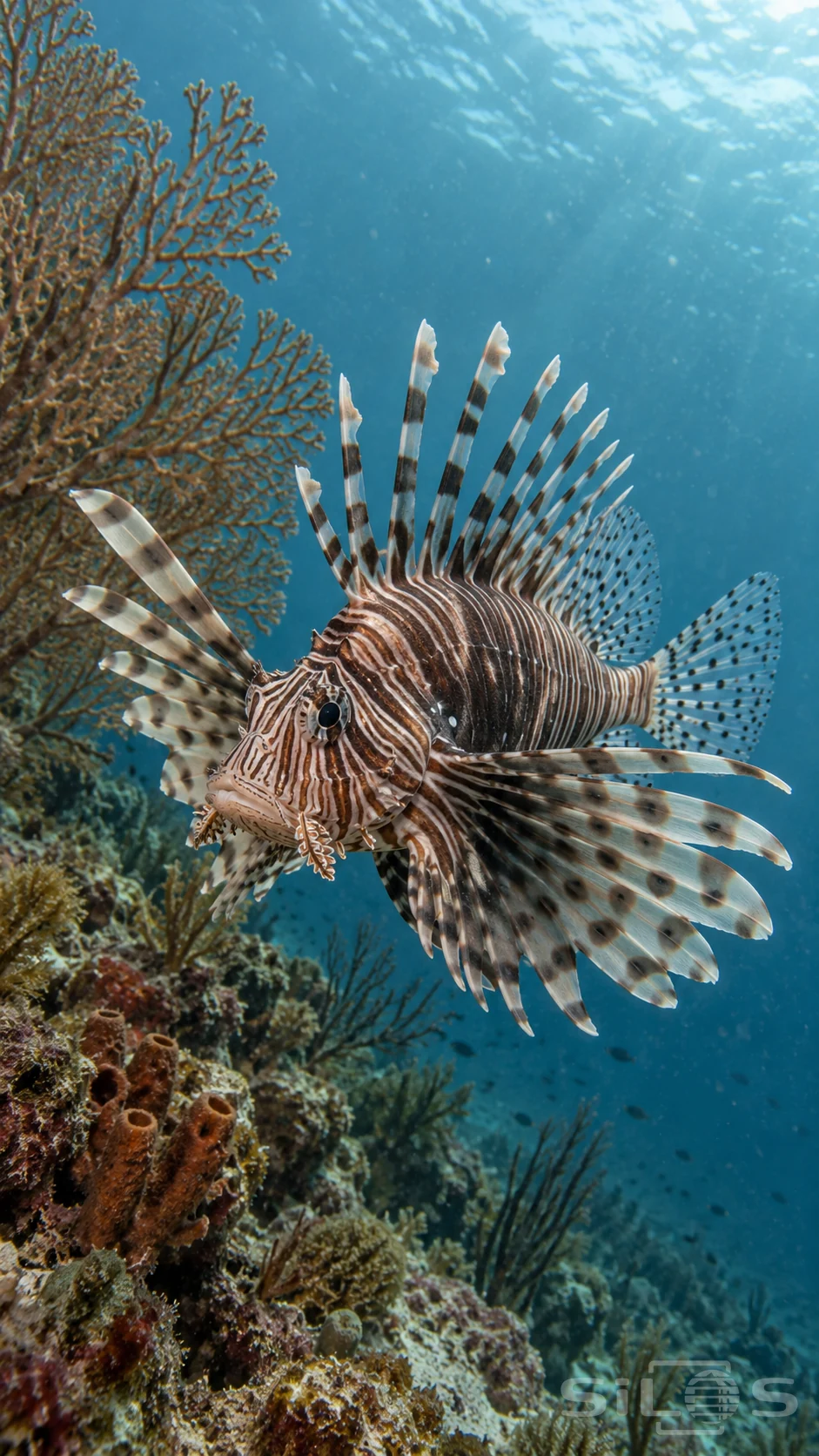 A striped lionfish spreads its fins beside branching reef fans in blue-green water.