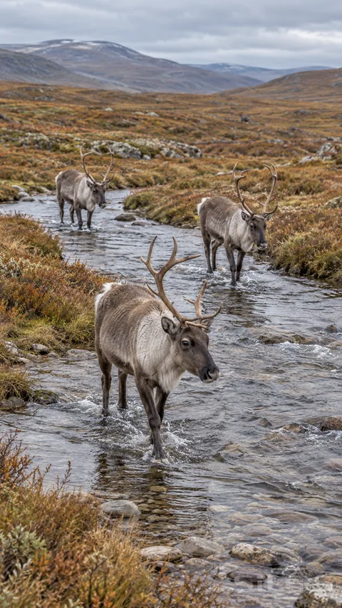 Three brown-gray reindeer with branching antlers standing along a shallow winding stream in an open autumn tundra landscape.