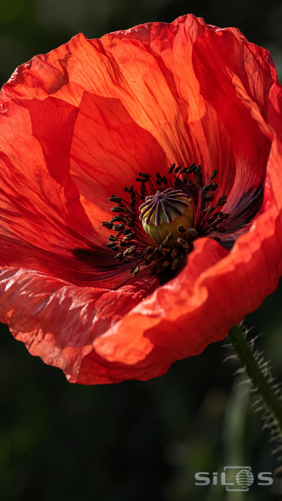 Thin red poppy petals catch soft light around a dark textured center