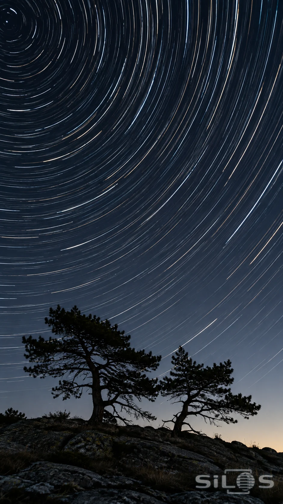 Fine arcs of starlight curve above the silhouettes of windswept pines