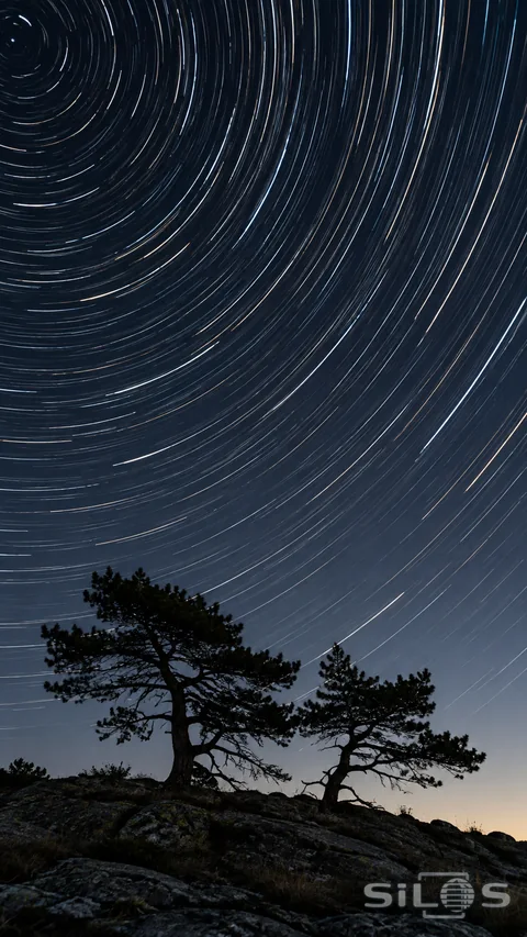 Fine arcs of starlight curve above the silhouettes of windswept pines