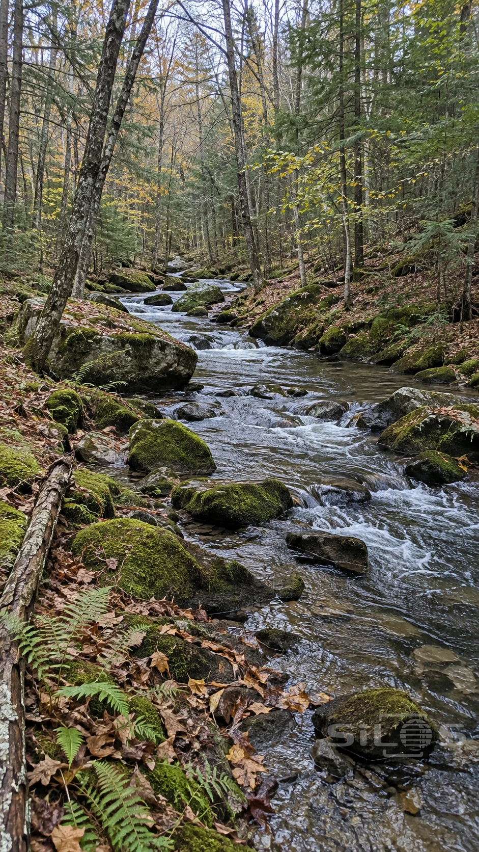 A clear stream winds among moss-covered boulders, fallen leaves and ferns beneath a mixed woodland canopy.