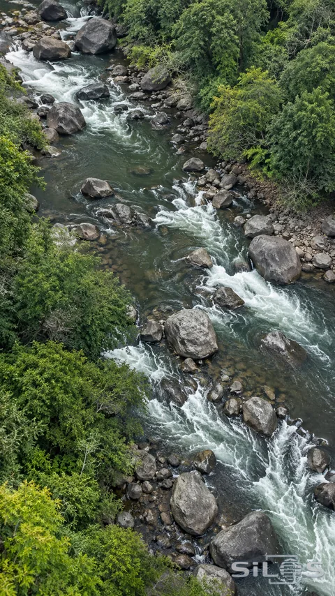 A high elevated view follows olive-green river water and broken whitewater streaks around varied dark boulders between densely wooded banks.