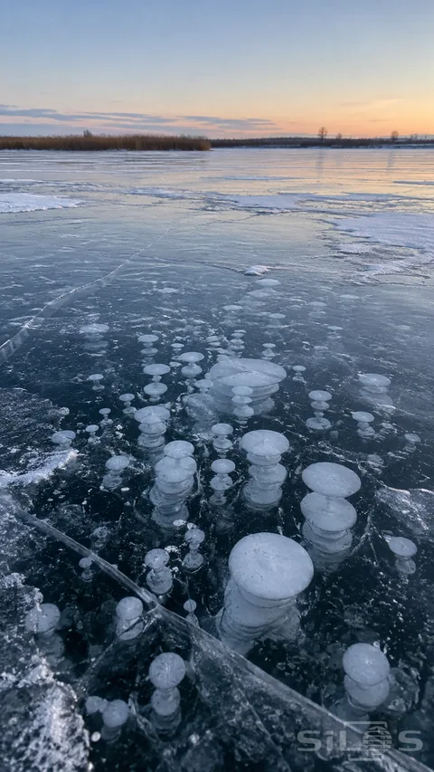 Clusters of white bubbles are trapped beneath clear blue-gray lake ice; with a low reed shoreline and pale peach horizon beyond.