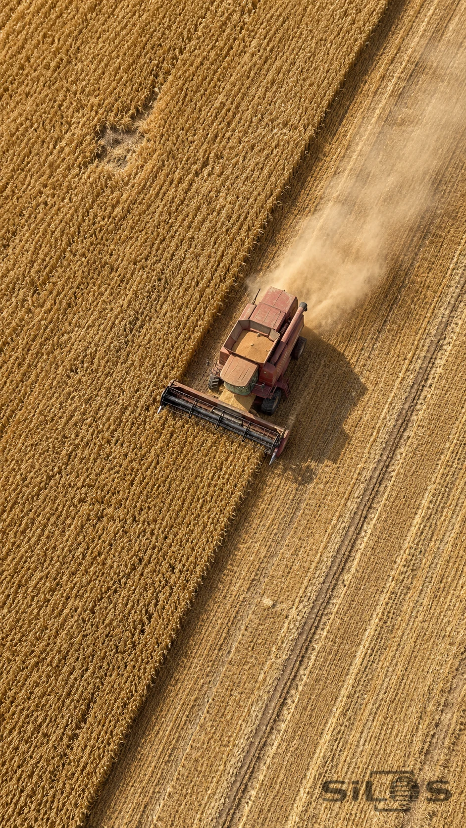 A single faded red combine harvester cuts a boundary between golden wheat and pale stubble, with parallel tire tracks and a faint dust wake in an overhead view.