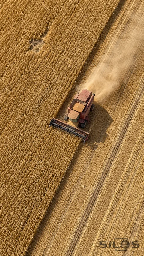 A single faded red combine harvester cuts a boundary between golden wheat and pale stubble, with parallel tire tracks and a faint dust wake in an overhead view.