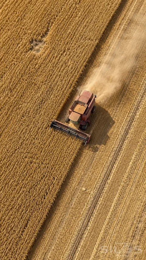 A single faded red combine harvester cuts a boundary between golden wheat and pale stubble; with parallel tire tracks and a faint dust wake in an overhead view.