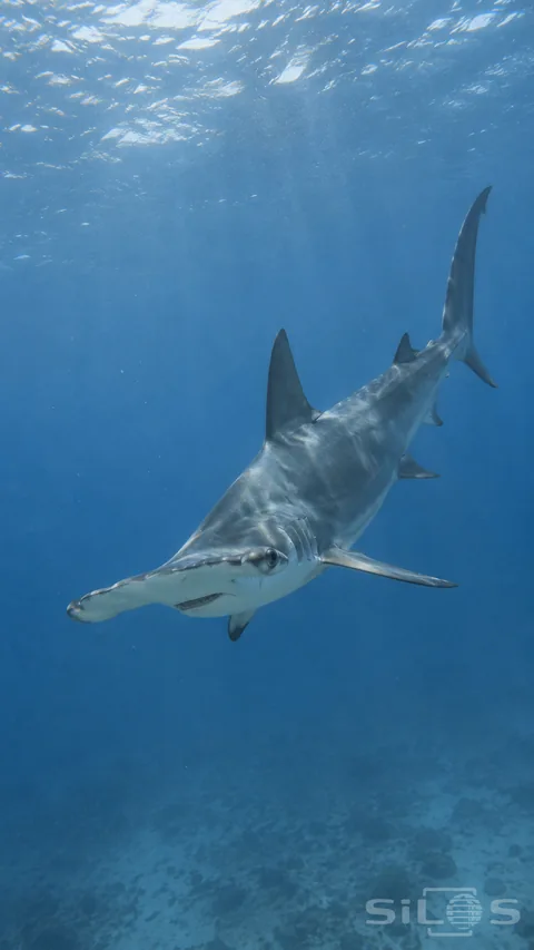 One hammerhead-shaped shark swims diagonally through blue water below a sunlit surface, with its broad head at lower left, paired pectoral fins extended and long upper tail lobe at upper right, above a distant softly visible seabed.