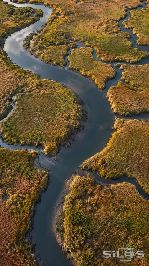 Dark reflective channels branch between irregular ochre-green salt-marsh grasses in a high aerial view.