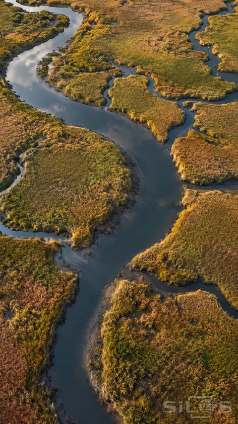 Dark reflective channels branch between irregular ochre-green salt-marsh grasses in a high aerial view.