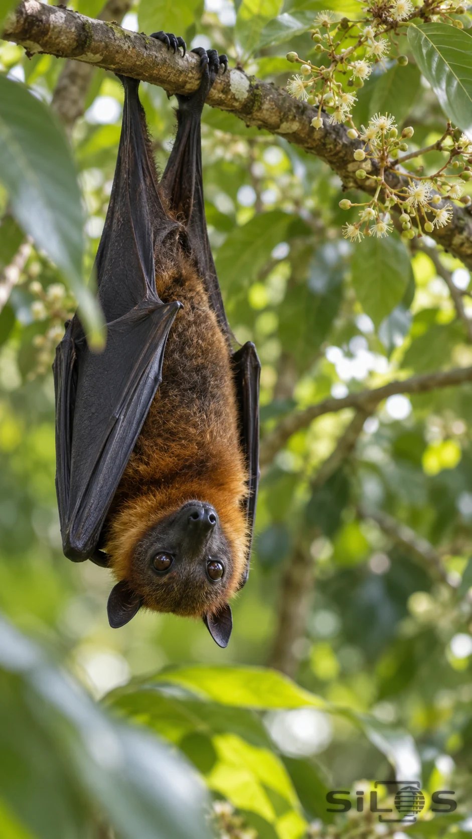 A flying fox hangs by two clawed feet from a flowering branch, with folded dark wings around its ochre-furred body.