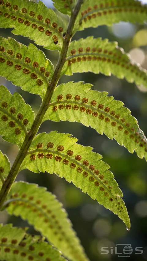 The underside of a mature green fern frond shows small round brown sori along veined leaflets in soft backlight.