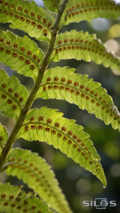 The underside of a mature green fern frond shows small round brown sori along veined leaflets in soft backlight.