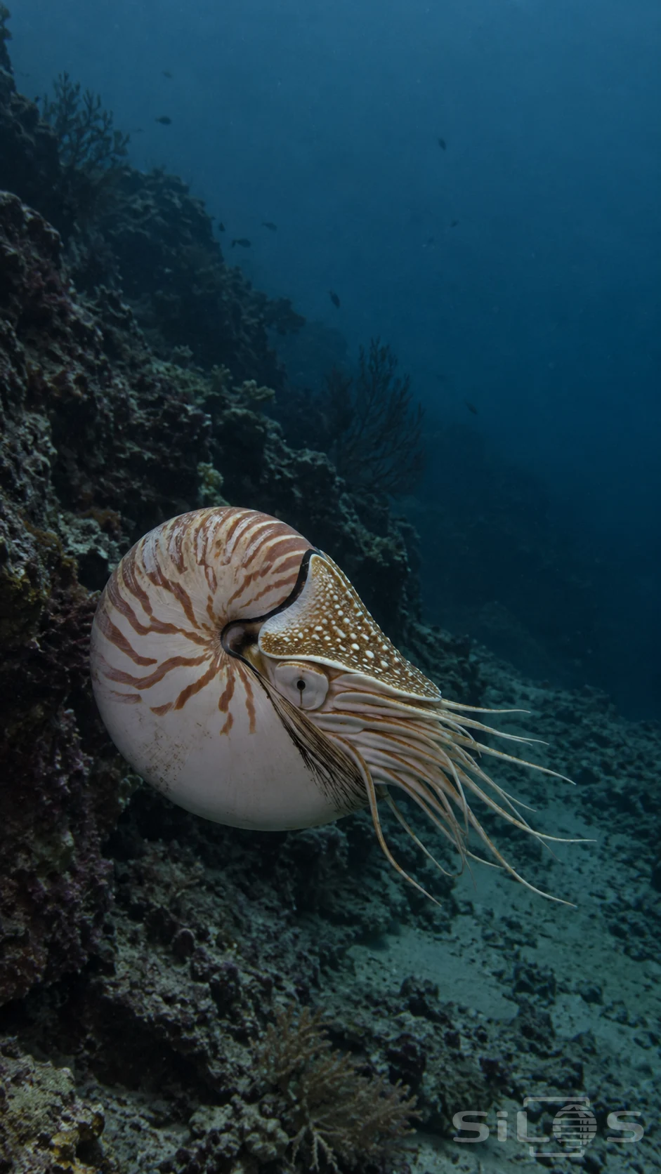 A living nautilus with an ivory and russet shell, mottled hood and fine tentacles floats beside a rocky slope in dim blue water.