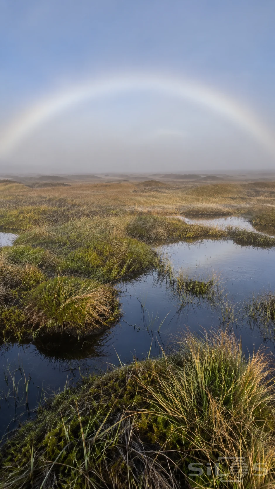 A broad nearly white fogbow hangs over a misty open moor, above damp grasses and shallow reflective pools.